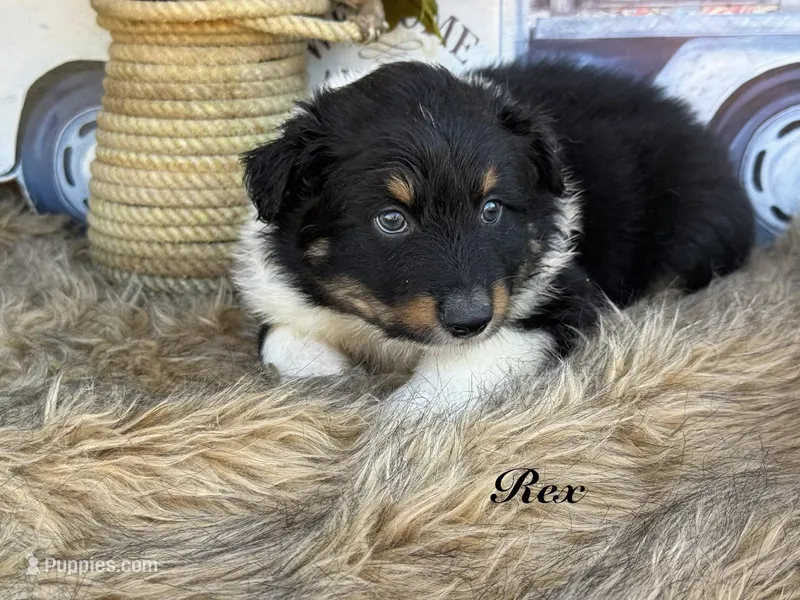 Rex – Miniature Australian Shepherd puppy for sale in Fredericktown, MO