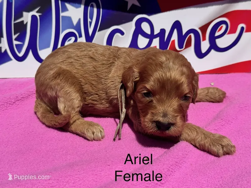 Ariel – Goldendoodle puppy for sale in Fredericktown, MO