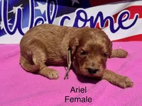 Ariel, a female Goldendoodle for sale in Fredericktown, MO – 1 of 1