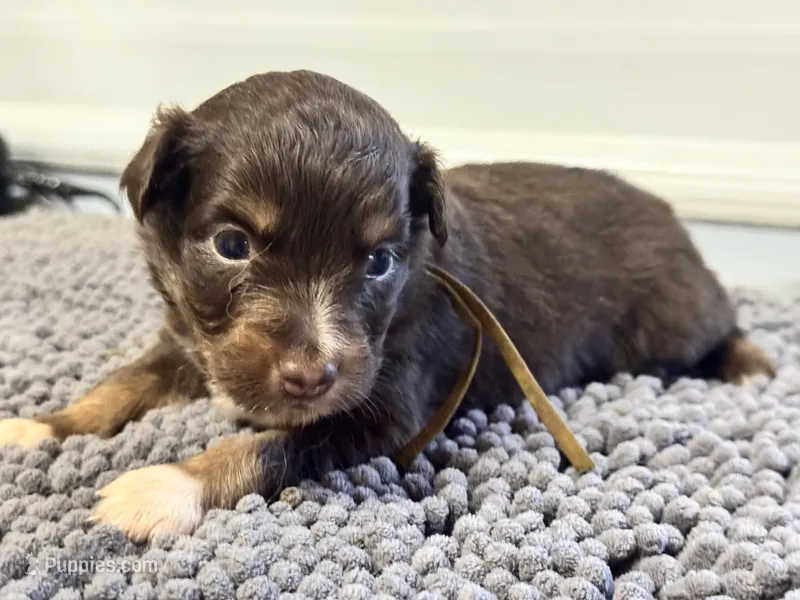 Gretel – Miniature Australian Shepherd puppy on hold in Fredericktown, MO