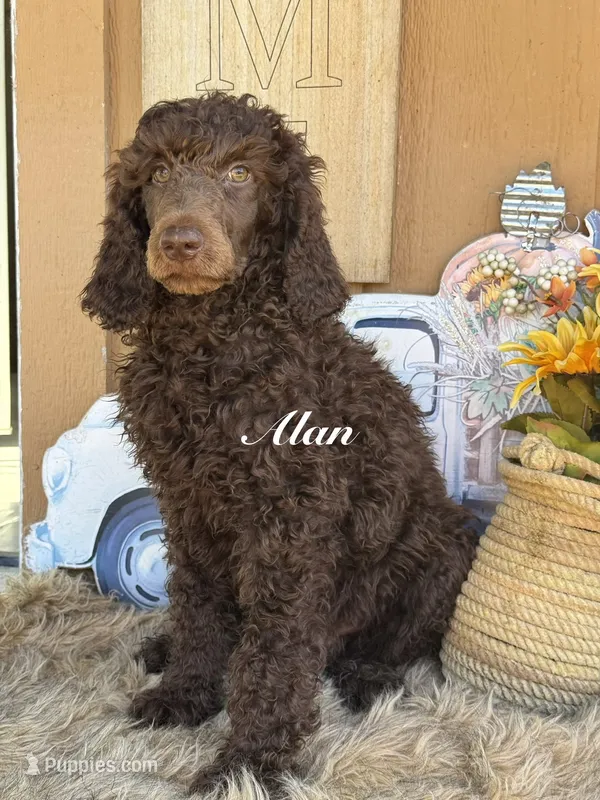 Alan Jackson – Poodle - Standard  puppy for sale in Fredericktown, MO