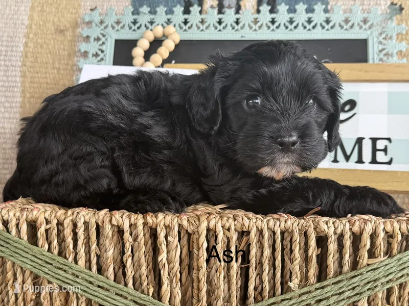 Ash – Cavapoo puppy on hold in Fredericktown, MO