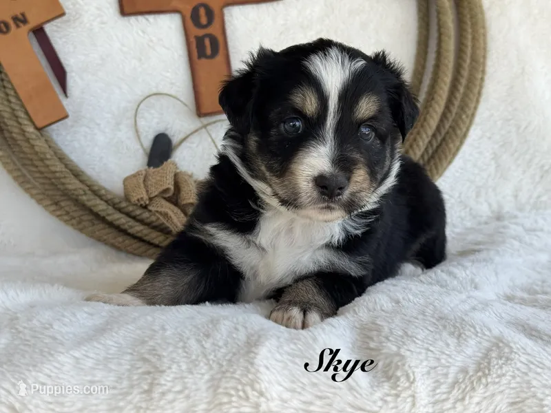 Skye – Miniature Australian Shepherd puppy for sale in Fredericktown, MO