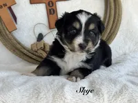 Skye, a female Miniature Australian Shepherd for sale in Fredericktown, MO – 1 of 1