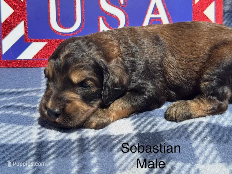 Sebastian – Goldendoodle puppy for sale in Fredericktown, MO
