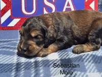 Sebastian, a male Goldendoodle for sale in Fredericktown, MO – 1 of 1