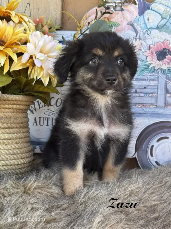 Zazu – Miniature Australian Shepherd puppy for sale in Fredericktown, MO