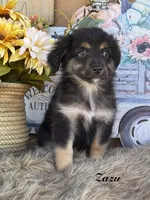 Zazu, a male Miniature Australian Shepherd for sale in Fredericktown, MO – 1 of 3