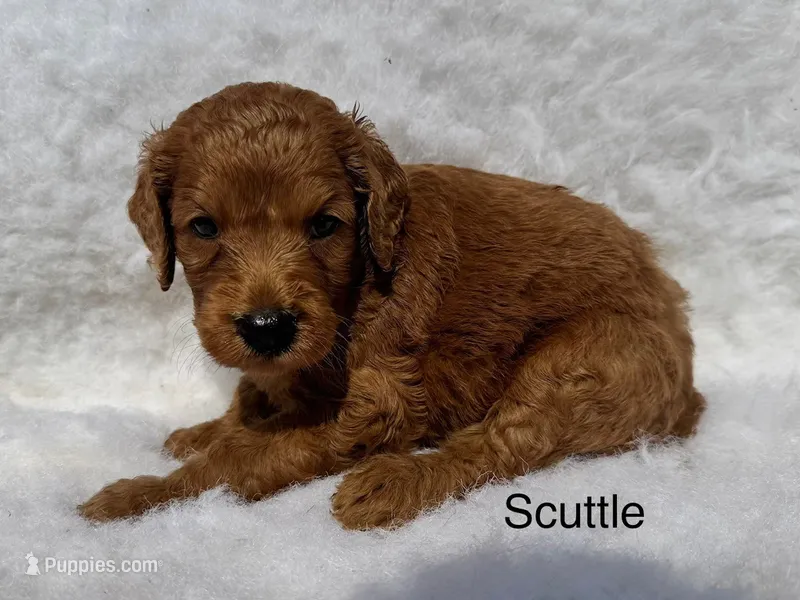 Scuttle – Goldendoodle puppy for sale in Fredericktown, MO
