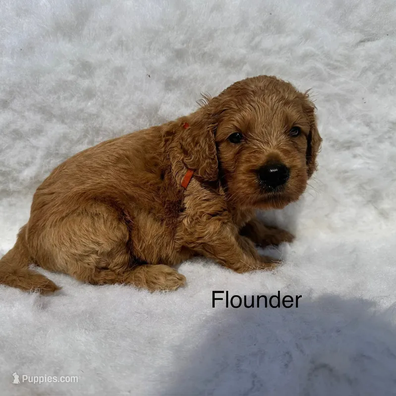 Flounder – Goldendoodle puppy for sale in Fredericktown, MO