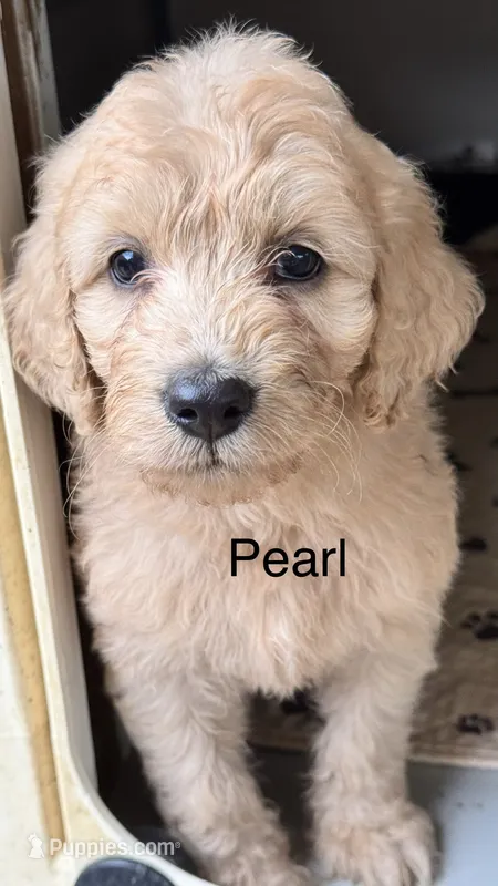 Pearl – Goldendoodle puppy for sale in Fredericktown, MO