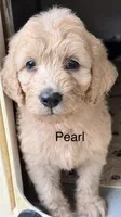 Pearl, a female Goldendoodle for sale in Fredericktown, MO – 1 of 3