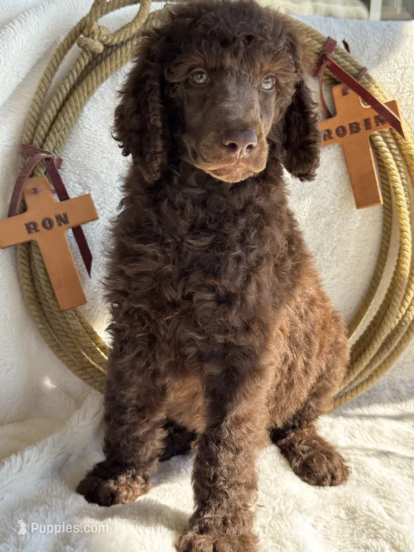 Alan Jackson – Poodle - Standard  puppy for sale in Fredericktown, MO