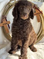 Alan Jackson, a male Poodle - Standard  for sale in Fredericktown, MO – 1 of 3