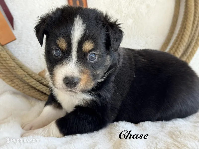 Chase – Miniature Australian Shepherd puppy for sale in Fredericktown, MO