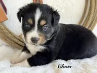 Chase, a female Miniature Australian Shepherd for sale in Fredericktown, MO – 1 of 1