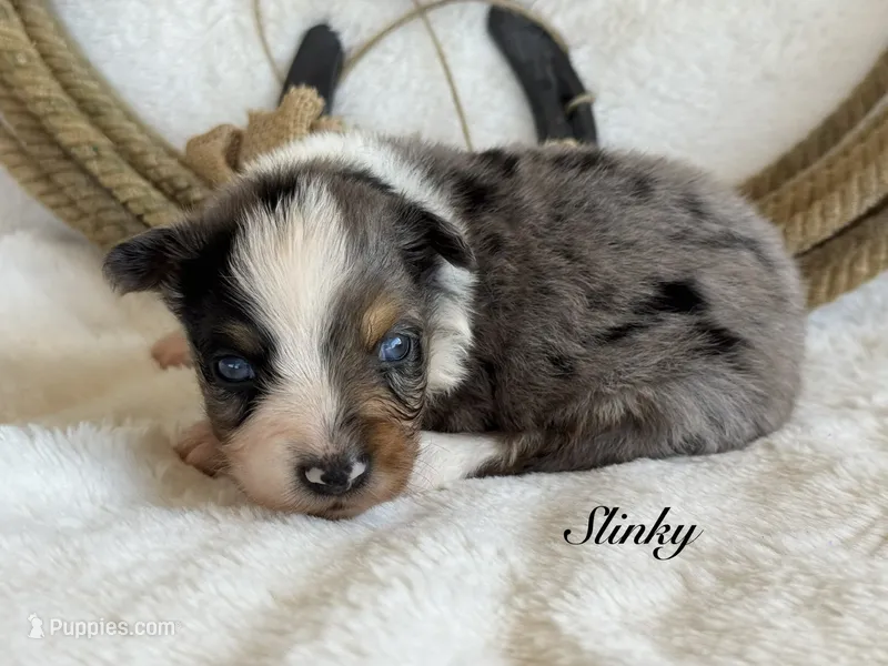 Slinky – Miniature Australian Shepherd puppy for sale in Fredericktown, MO