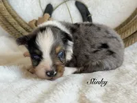 Slinky, a male Miniature Australian Shepherd for sale in Fredericktown, MO – 1 of 1
