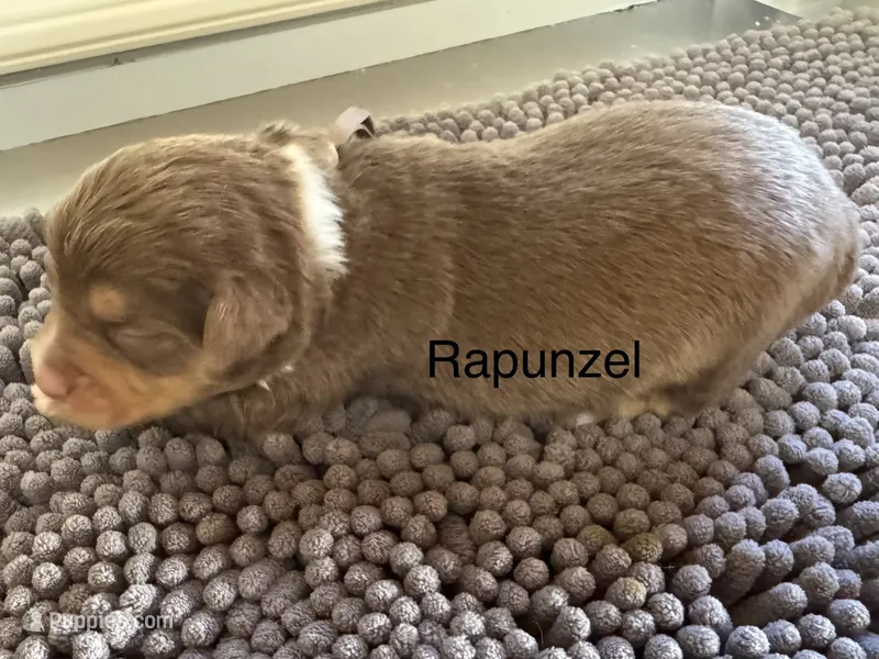 Rapunzel – Miniature Australian Shepherd puppy for sale in Fredericktown, MO
