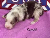 kadydid, a female Australian Shepherd for sale in Fredericktown, MO – 1 of 1