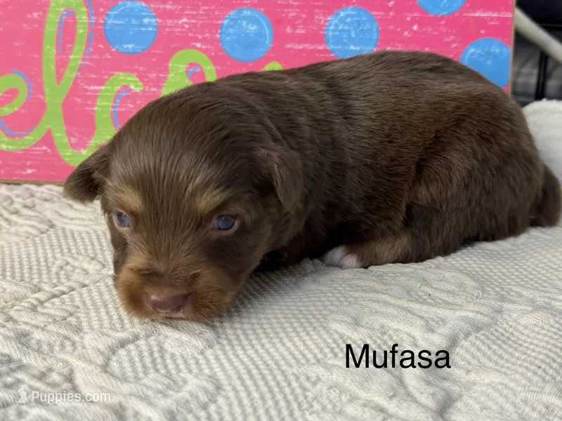 Mufasa – Miniature Australian Shepherd puppy for sale in Fredericktown, MO
