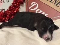 Lindor, a male Aussiedoodle for sale in Fredericktown, MO – Photo 2 of 2