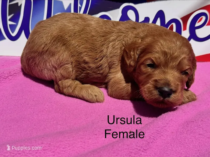 Ursula – Goldendoodle puppy for sale in Fredericktown, MO