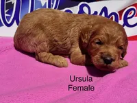 Ursula, a female Goldendoodle for sale in Fredericktown, MO – 1 of 1