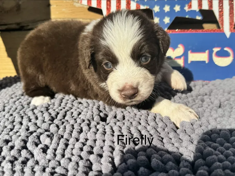 Firefly – Australian Shepherd puppy for sale in Fredericktown, MO