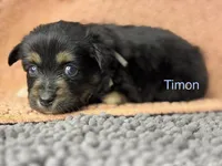 Timon, a male Miniature Australian Shepherd for sale in Fredericktown, MO – 2 of 3