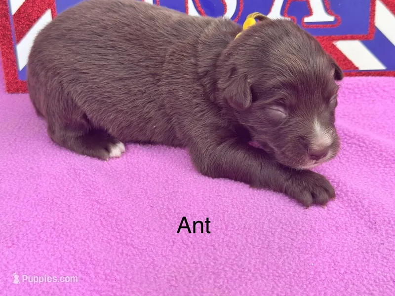Ant – Australian Shepherd puppy for sale in Fredericktown, MO