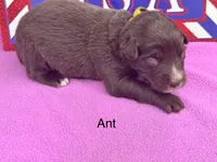 Ant, a female Australian Shepherd for sale in Fredericktown, MO – 1 of 1