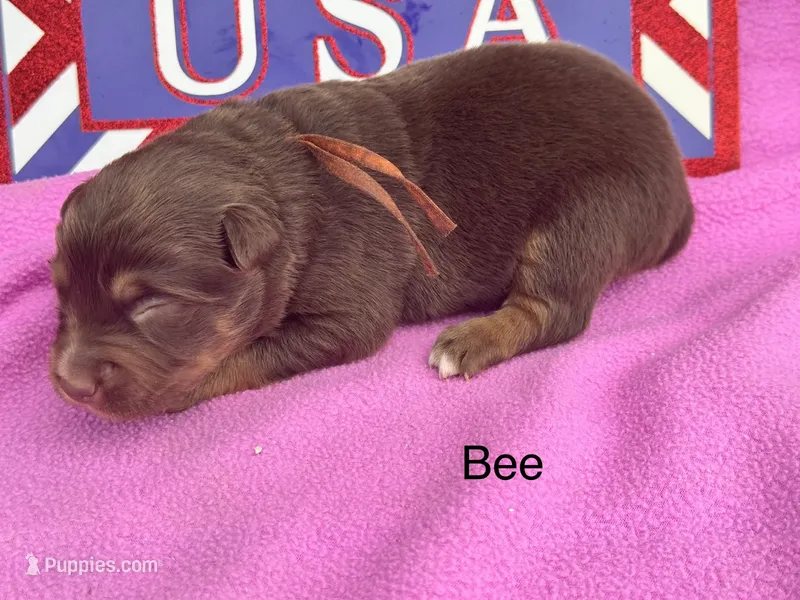 Bee – Australian Shepherd puppy for sale in Fredericktown, MO