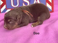 Bee, a female Australian Shepherd for sale in Fredericktown, MO – 1 of 1