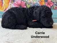 Carrie Underwood, a female Poodle - Standard  for sale in Fredericktown, MO – 1 of 1