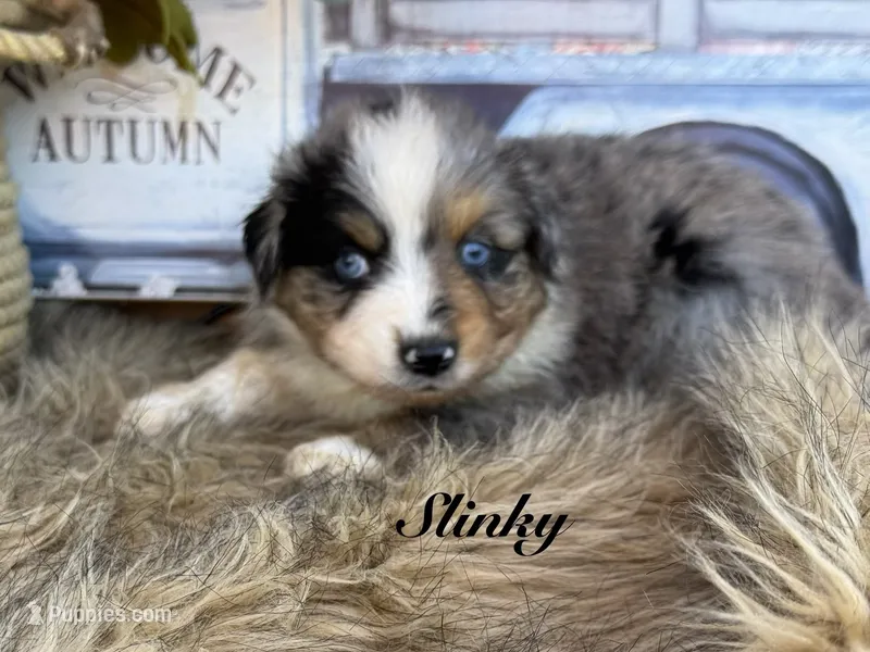 Slinky – Miniature Australian Shepherd puppy for sale in Fredericktown, MO