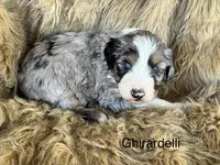 Ghirardelli, a female Aussiedoodle for sale in Fredericktown, MO – Photo 1 of 2