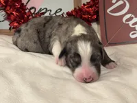 Ghirardelli, a female Aussiedoodle for sale in Fredericktown, MO – Photo 2 of 2