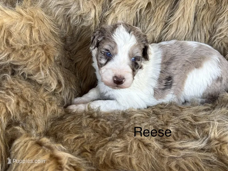 Reese, a female Aussiedoodle for sale in Fredericktown, MO – Photo 1 of 2