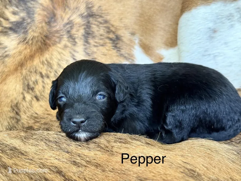 Pepper "toy" – Aussiedoodle puppy for sale in Fredericktown, MO