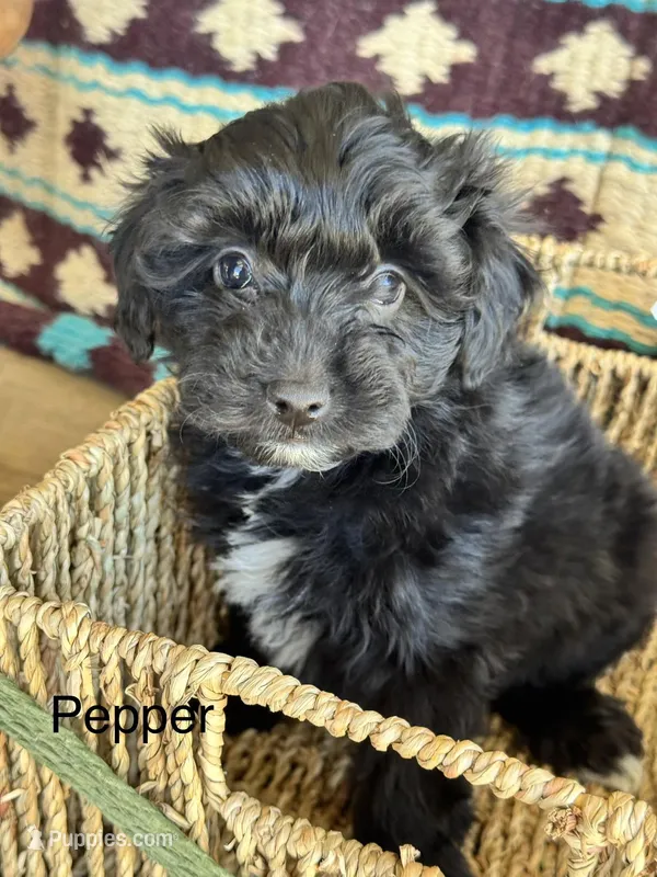 Pepper "toy" – Aussiedoodle, Miniature Aussiedoodle puppy for sale in Fredericktown, MO