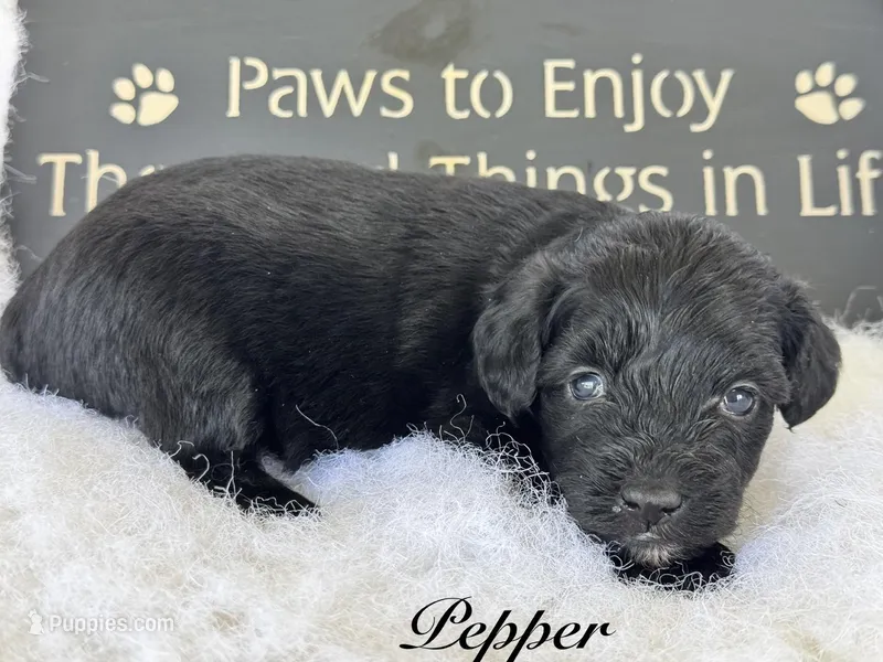 Pepper "toy" – Aussiedoodle puppy for sale in Fredericktown, MO