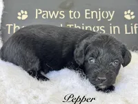Pepper "toy", a female Aussiedoodle and Miniature Aussiedoodle for sale in Fredericktown, MO – Photo 1 of 2