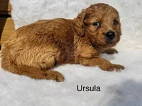 Ursula, a female Goldendoodle for sale in Fredericktown, MO – 2 of 3