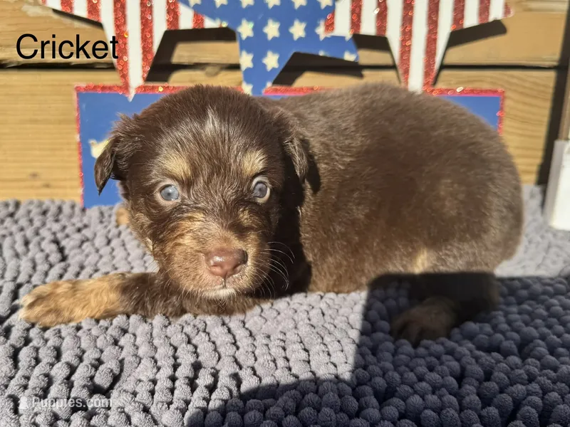 Cricket – Australian Shepherd puppy for sale in Fredericktown, MO