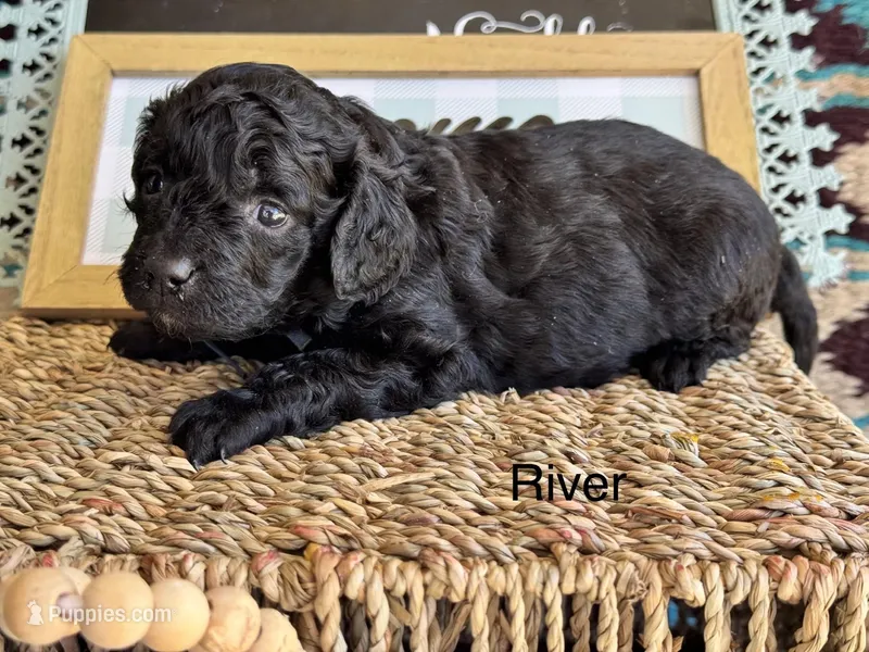 River – Cavapoo puppy for sale in Fredericktown, MO