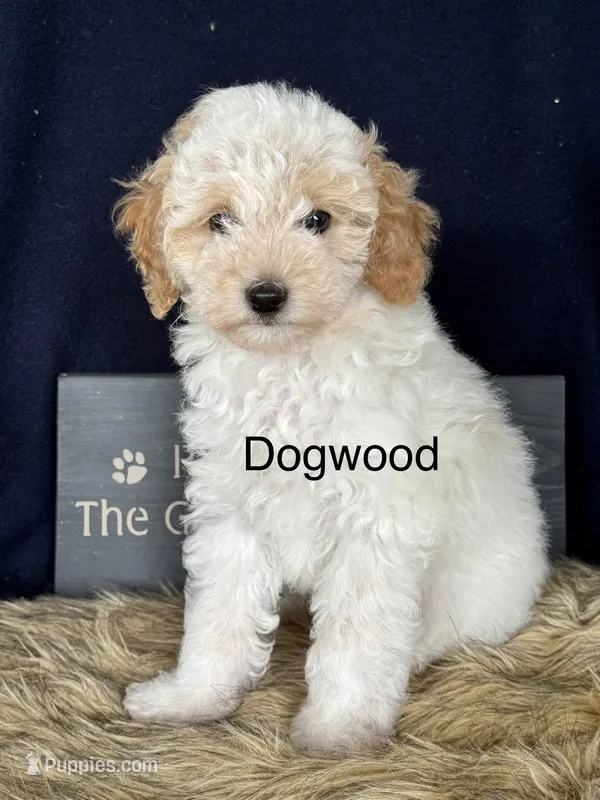 Dogwood – Poodle - Toy  puppy for sale in Fredericktown, MO