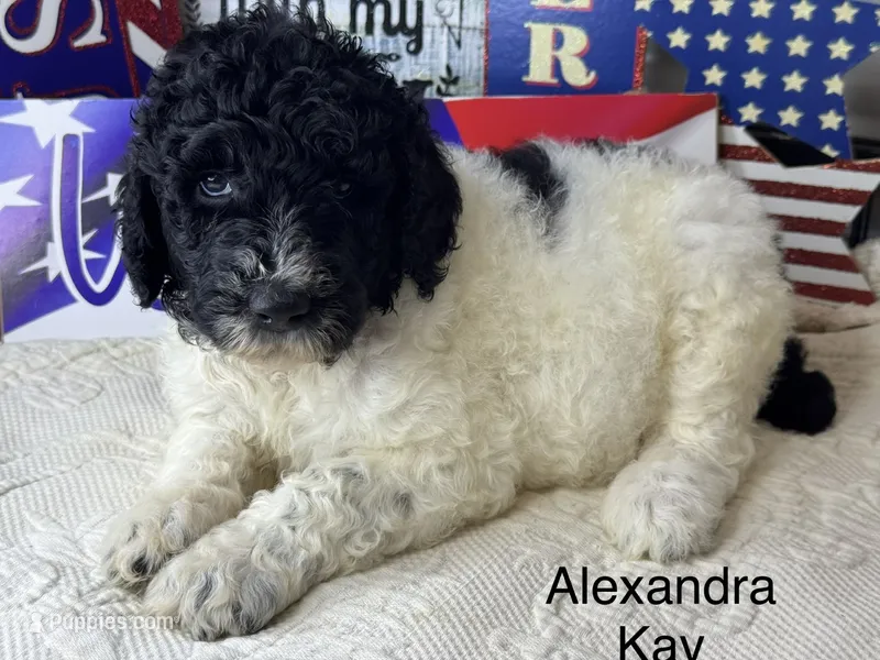 Alexandra Kay – Poodle - Standard  puppy for sale in Fredericktown, MO