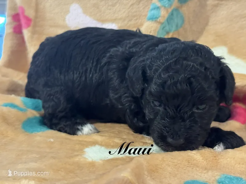 Maui – Poodle - Toy  puppy for sale in Fredericktown, MO