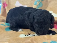 Maui, a male Poodle - Toy  for sale in Fredericktown, MO – 1 of 1
